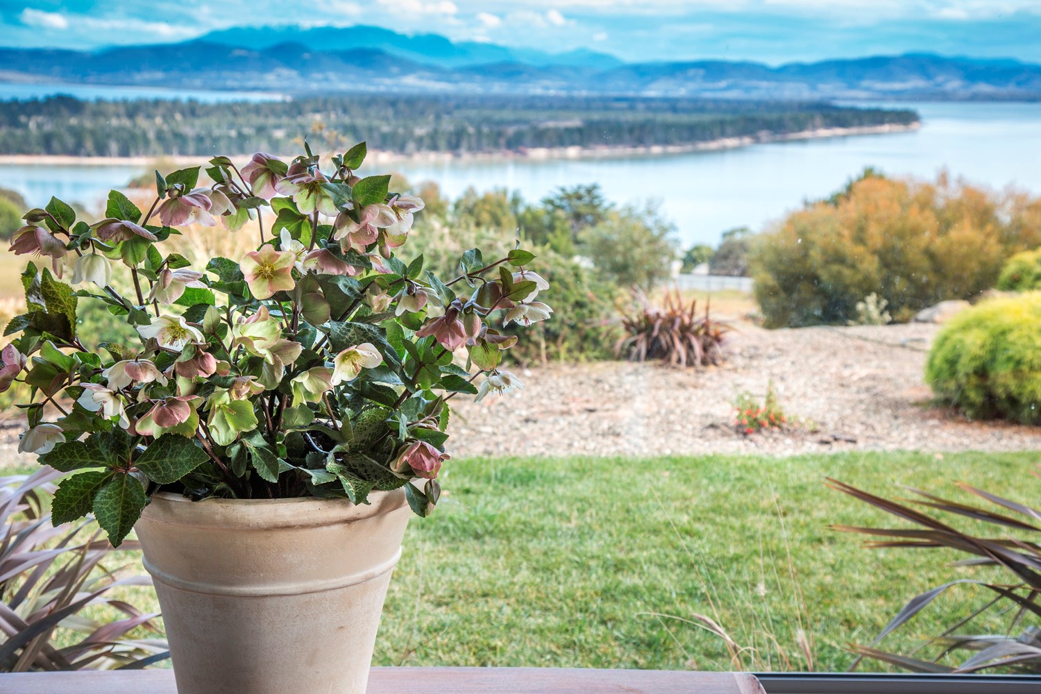 Website/Plants/2144398905/Images/Gallery/H. Mollys White - Indoors-5.0.jpg